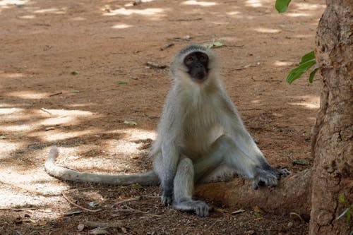 Foto profissional grátis de macaco, macaco sentado, macaco vervet