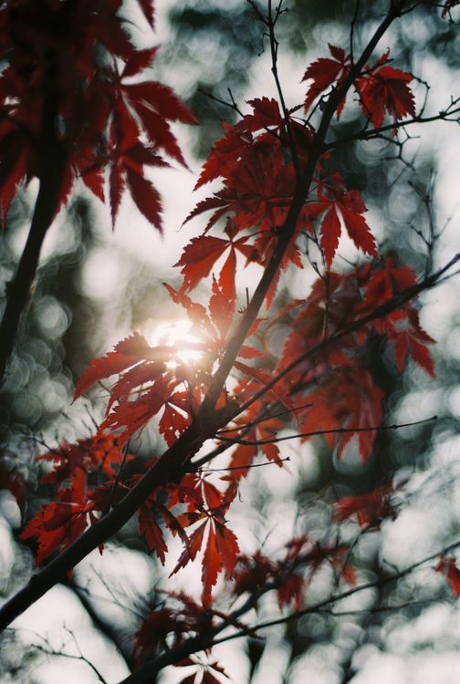 Maple Tree Insunlight Autumn Maple Leaves in Sunlight · Free Stock Photo