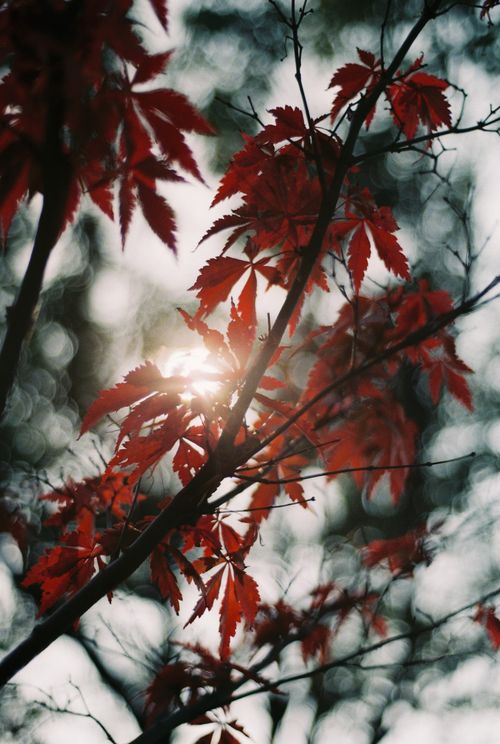 Free Red maple leaves with sunlight filtering through, creating a dreamy autumn bokeh effect. Stock Photo