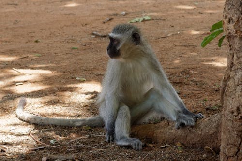 Foto profissional grátis de macaco, macaco sentado, macaco vervet