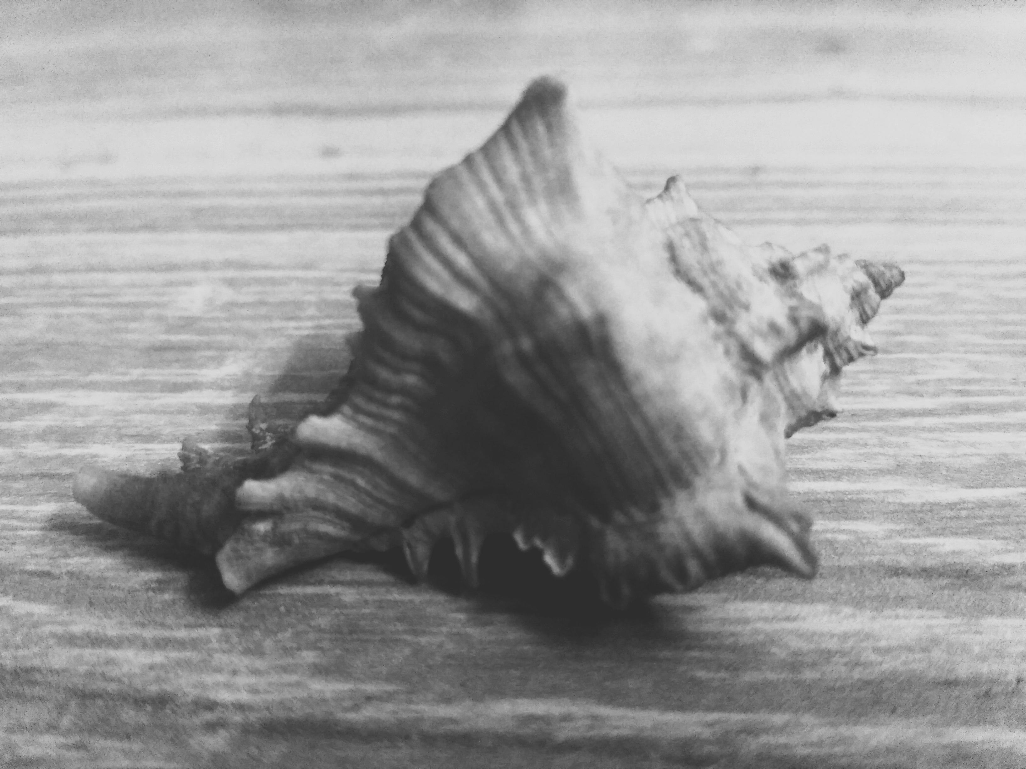 Free stock photo of black and white, conch, sound