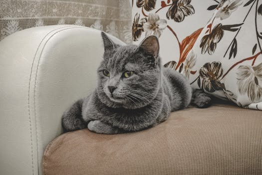 A grey domestic cat lounging comfortably on a patterned sofa indoors. Cozy and cute pet image.
