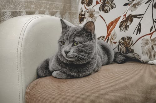 Free Grey Cat Lying on Sofa Stock Photo