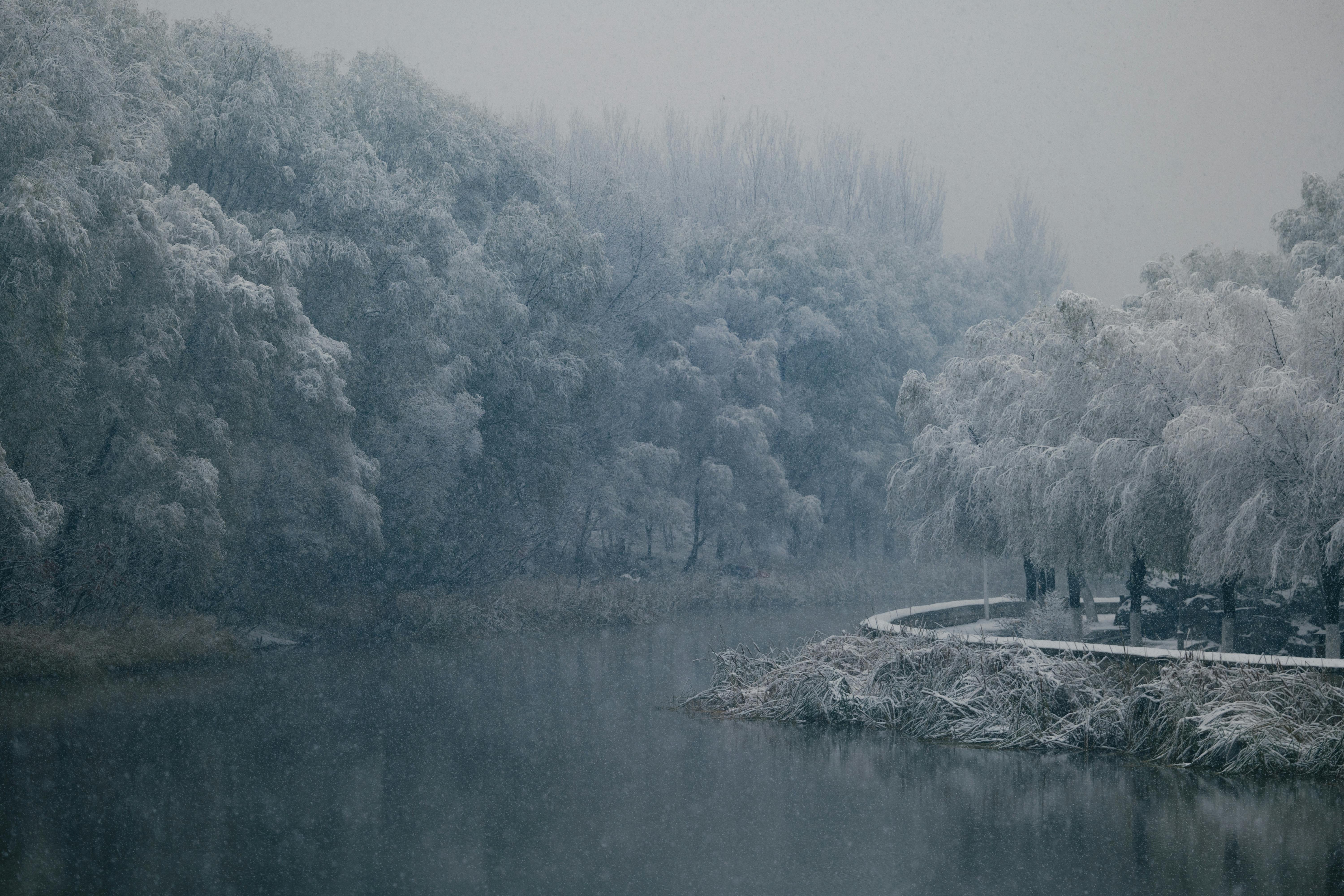 Peaceful winter scene of a river surrounded by frosted trees in a snowy forest.