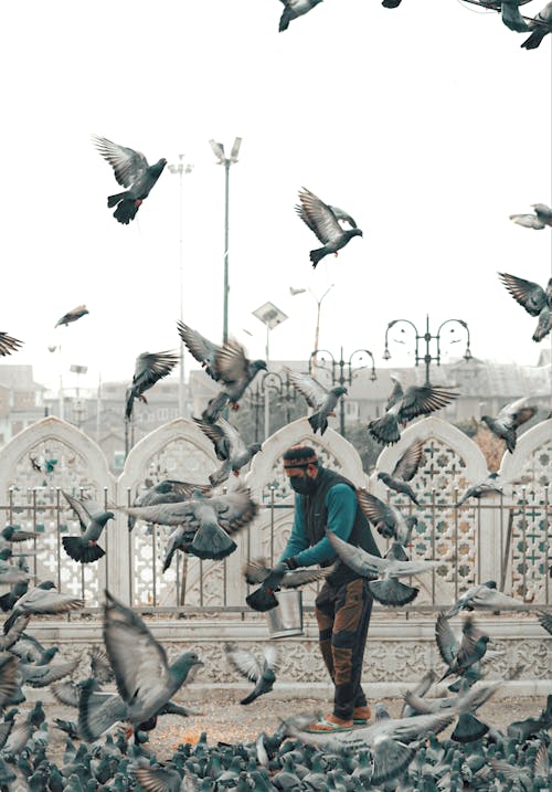 A Man Feeding Pigeons