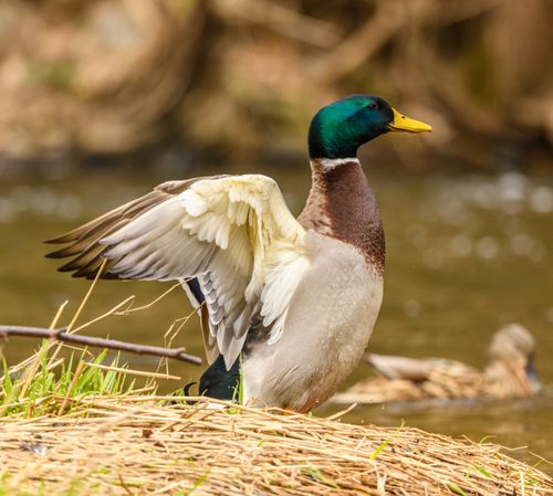 Free A vibrant male mallard duck spreads its wings beside a tranquil lake, highlighting its iridescent plumage. Stock Photo