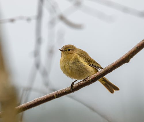 Primrose Bird on a Branch 