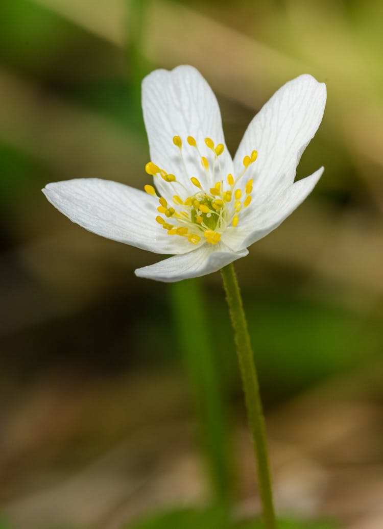 White Flower In A Forest