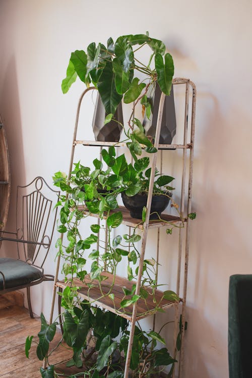 Plants on a Cabinet 