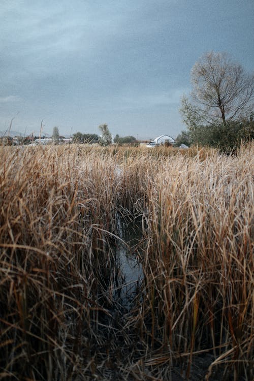 Gratis stockfoto met gras, herfst, hoog gras