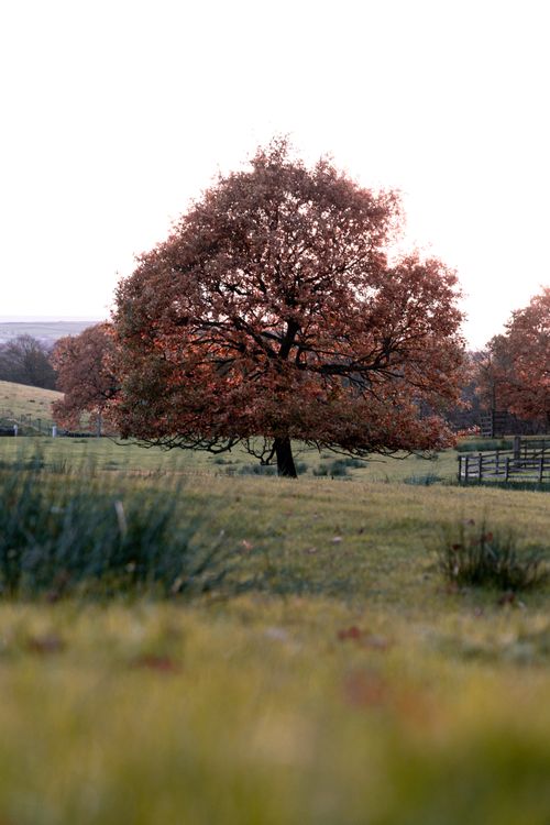 Free A beautiful solitary tree with fall foliage in a peaceful countryside field under soft daylight. Stock Photo