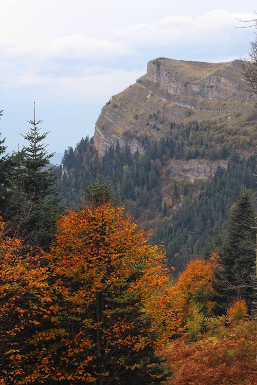 Photos gratuites de automne, forêt, montagnes