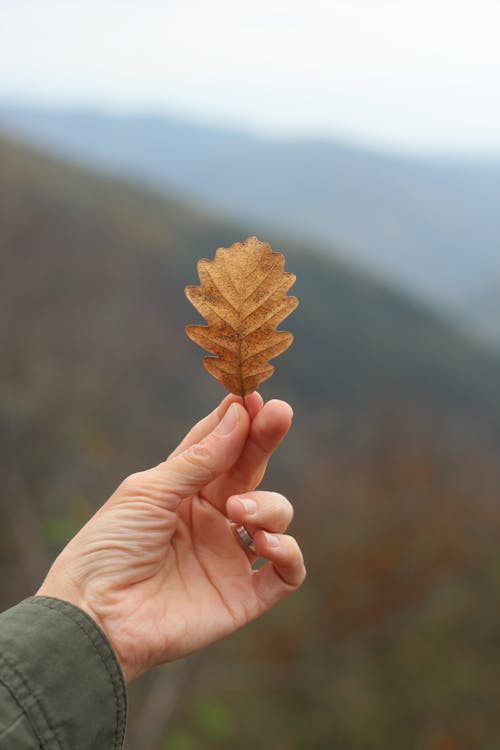 Close-up of a Person Holding an Autumnal Oak Leaf 