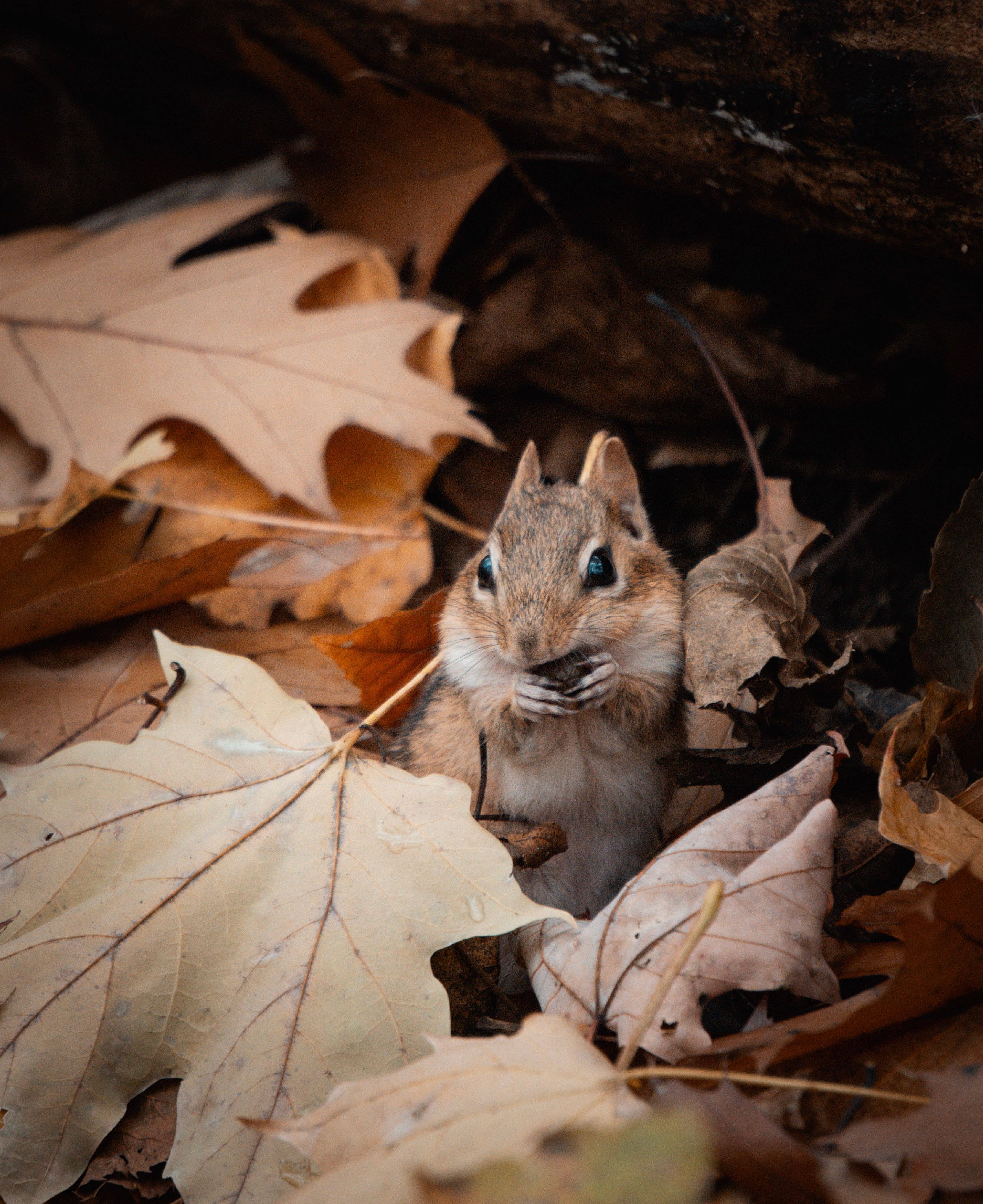 Eastern Chipmunk Among Fallen Leaves on Ground · Free Stock Photo
