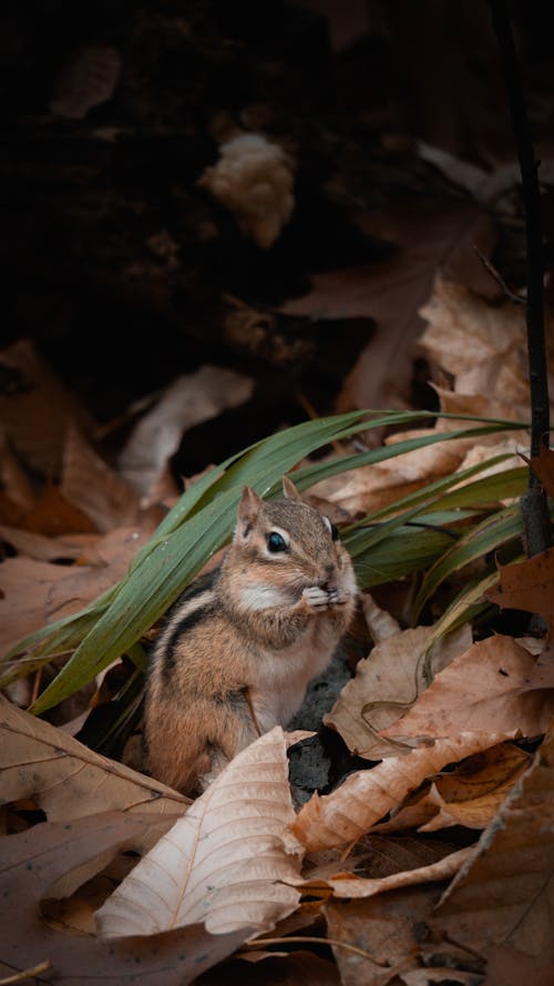 Squirrel Among Leaves in a Forest