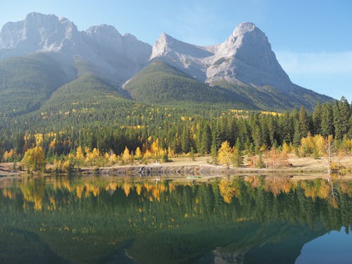 Coniferous Forest by the Lake 