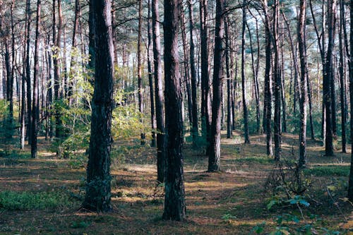 Бесплатное стоковое фото с деревья, лес, лесной травяной покров