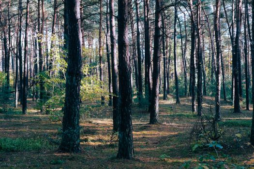 A tranquil view of tall pine trees in a sunlit forest, showcasing nature's beauty.