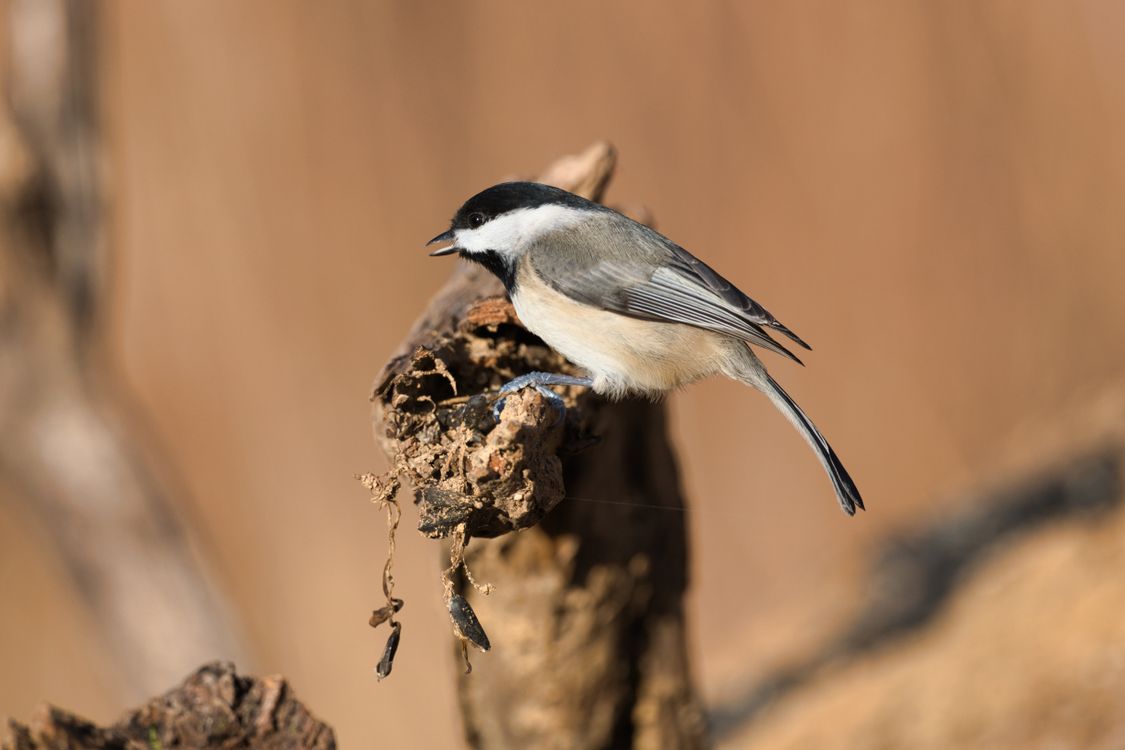 Capped Close-up of a Black-capped Chickadee · Free Stock Photo