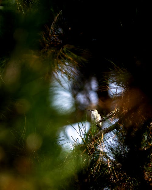 Female Black-chinned Hummingbird Among Pine Branches