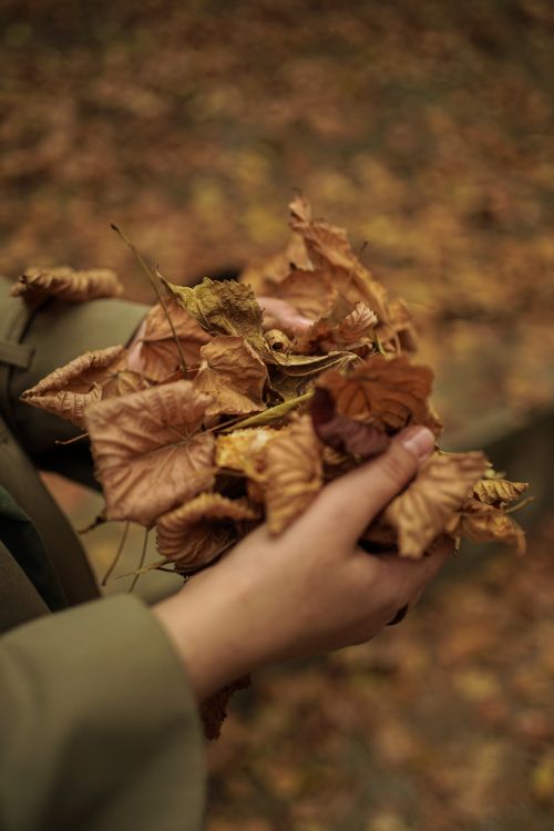 Free Close-up of a woman's hands holding dry brown leaves during fall outdoors. Stock Photo