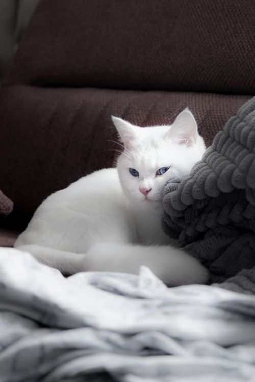 Free A white cat with blue eyes lounging on a brown sofa among blankets, exuding comfort. Stock Photo