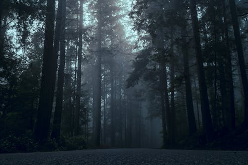 Kostnadsfri bild av barrträd, dimma, dimmig