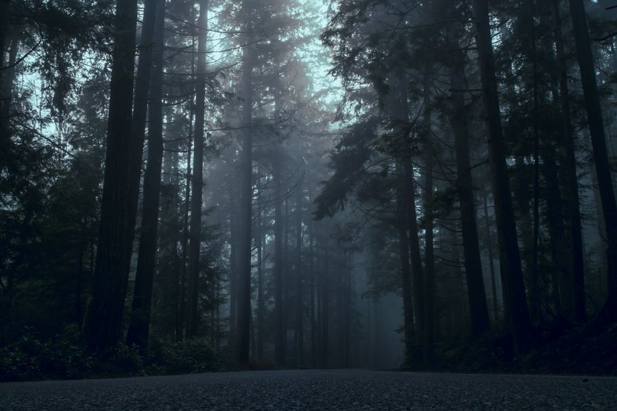 Bayerischer Wald