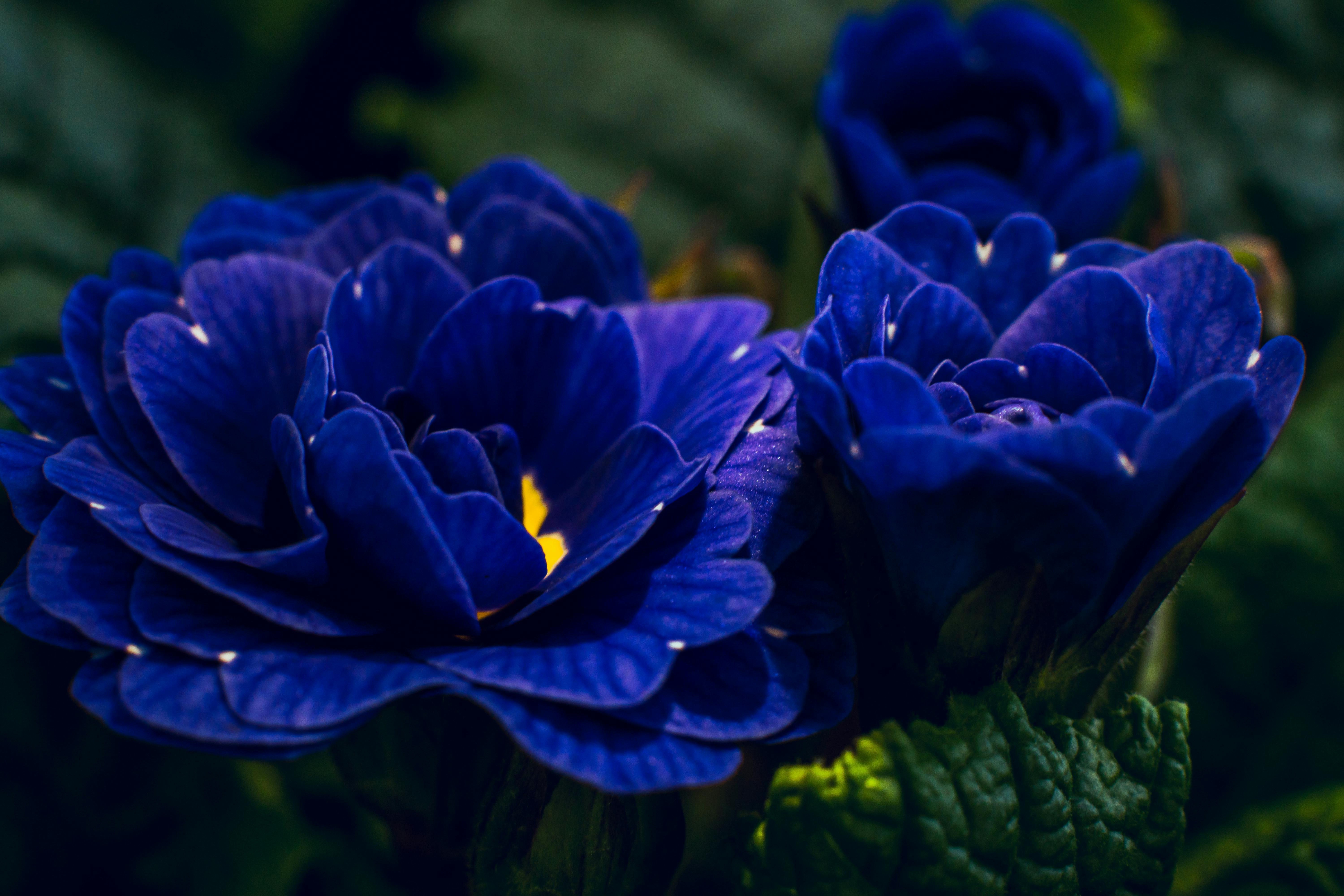 Free stock photo of blue flower, buttery, center