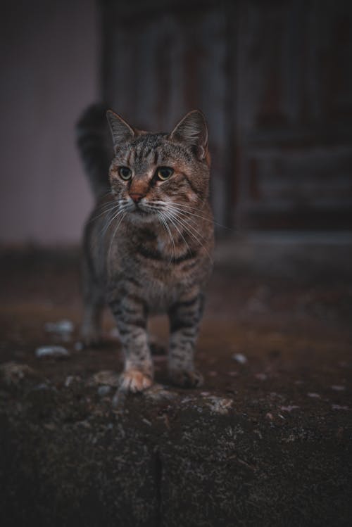 Dark Photo of a Striped Cat