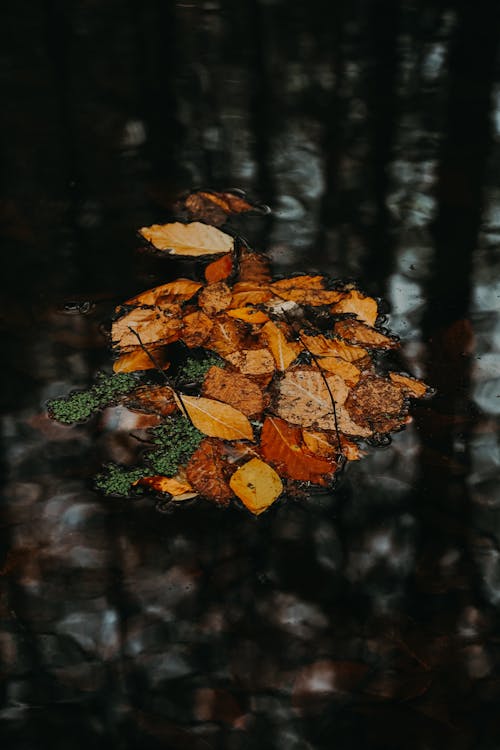 Darmowe zdjęcie z galerii z ciemny, jesień, kałuża