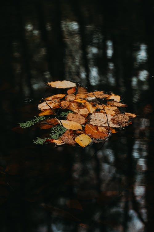 Autumn Leaves Floating on a Dark Pond