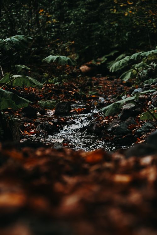 Free Tranquil forest stream surrounded by lush foliage in Bolu, Türkiye. Stock Photo