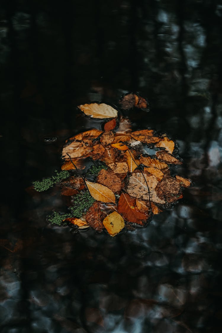 Colorful Leaves On Water In Autumn