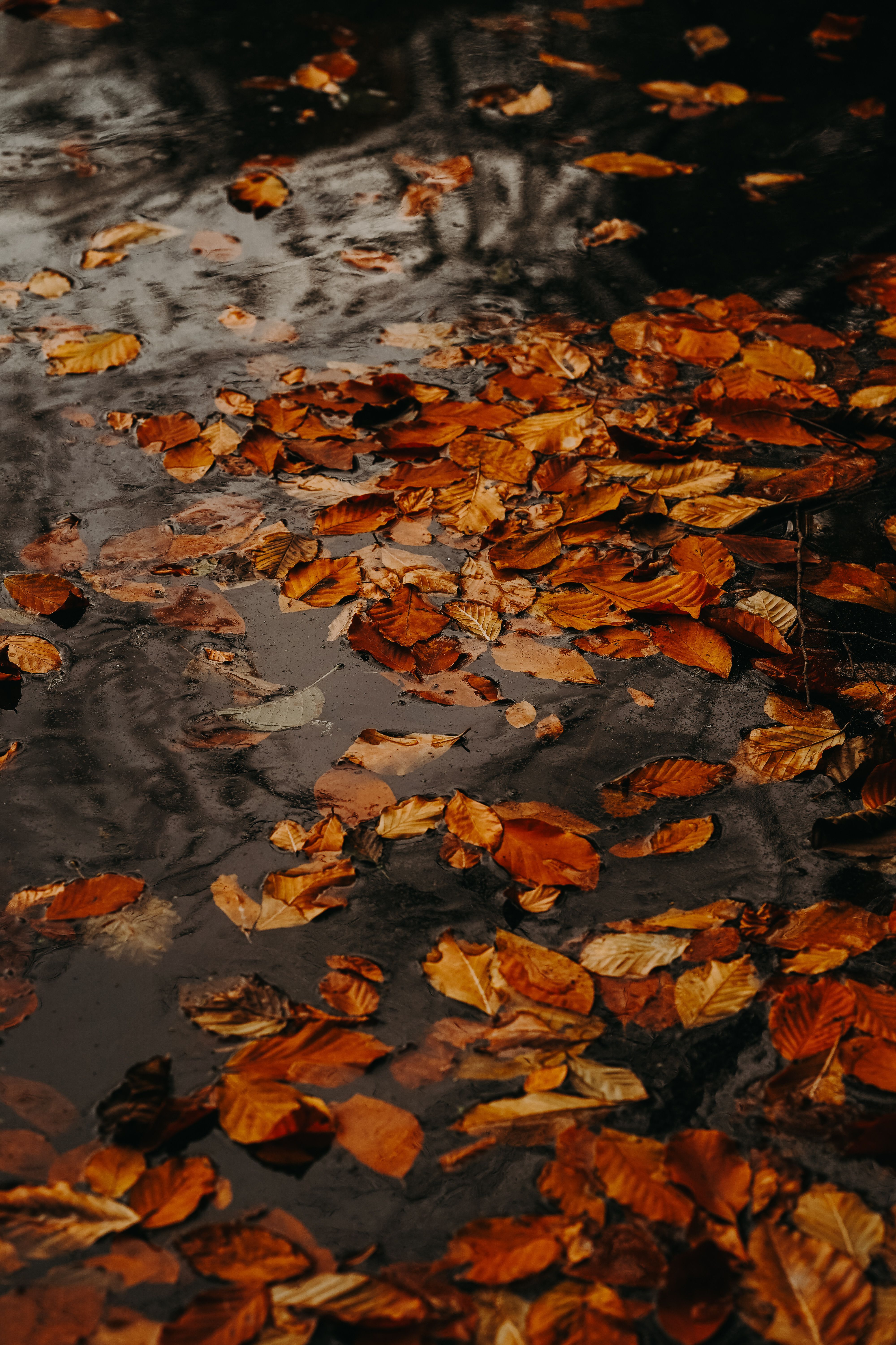 Dry Leaves in a Puddle · Free Stock Photo