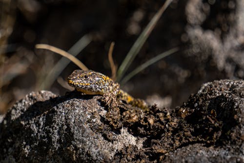 Photos gratuites de caillou, callopistes maculatus, lézard