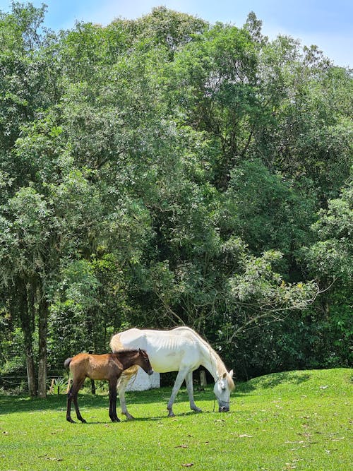 Foto d'estoc gratuïta de animals, arbres, cavalls