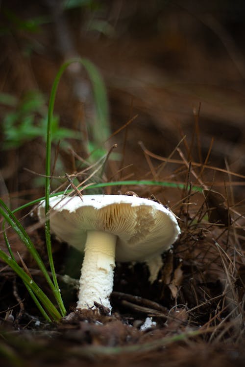 Bearded Amanita Mushroom on the Forest Floor