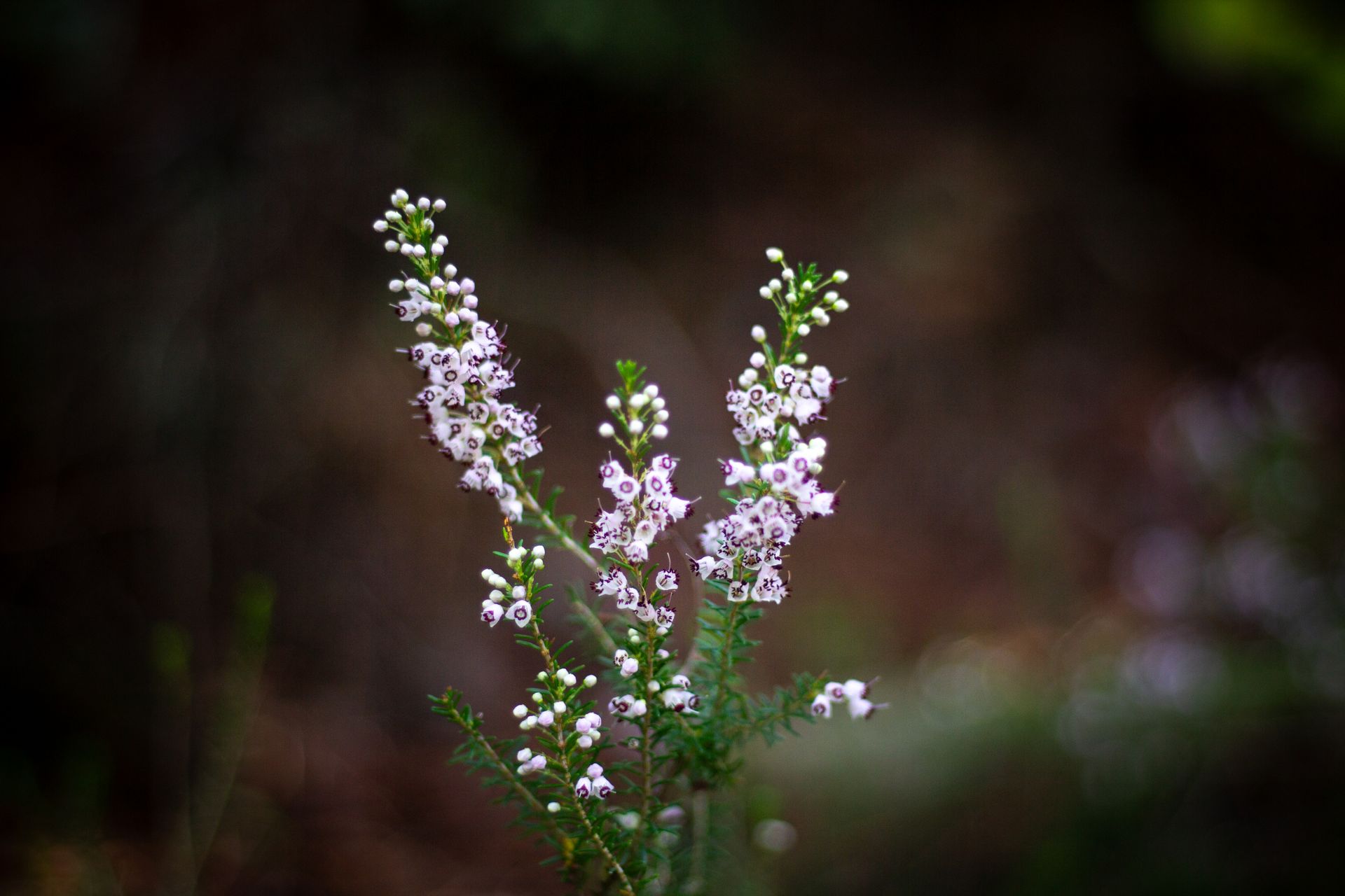 Close-up of delicate white heather flowers blooming in Aladağ, Adana, Türkiye.