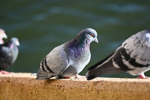 Tierwelt Tauben