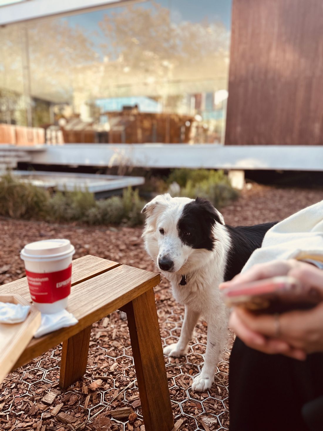 Dog-Friendly Restaurants in Dallas: Patios, Shade & Water - 1