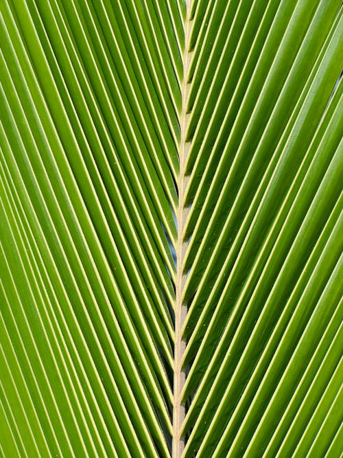 Free stock photo of gros plan, nature, palm leaf