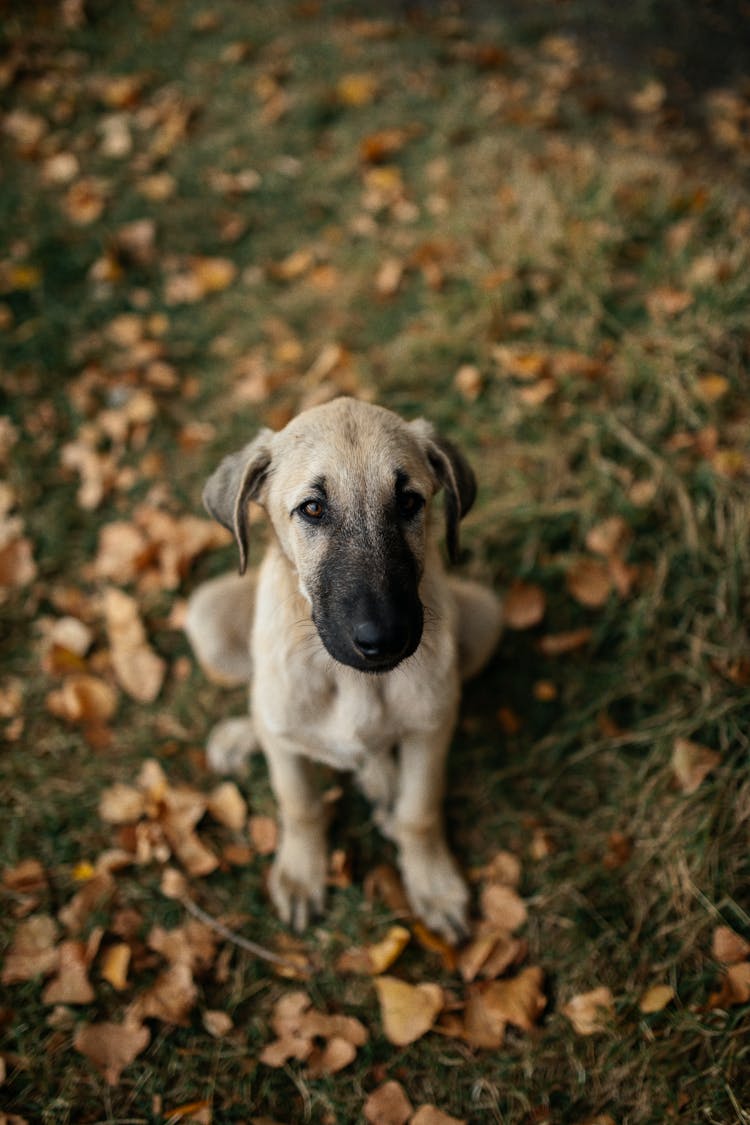 White Dog Sitting On Ground