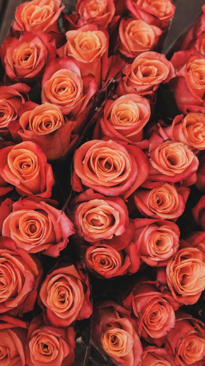 Beautiful Roses in Overhead View · Free Stock Photo