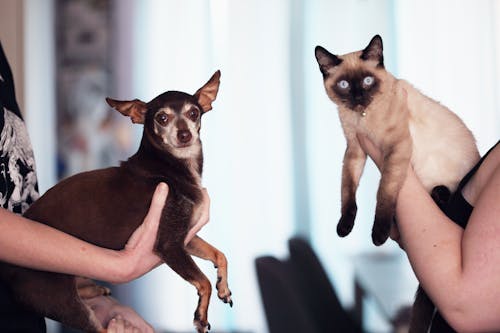 Photo of People Holding Siamese Cat and Chihuahua
