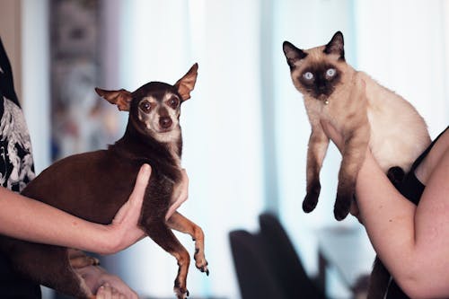 Persoon Met Siamese Kat En Chihuahua