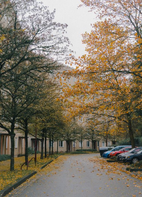 Free City residential street with autumn foliage and parked cars, creating an urban autumn atmosphere. Stock Photo