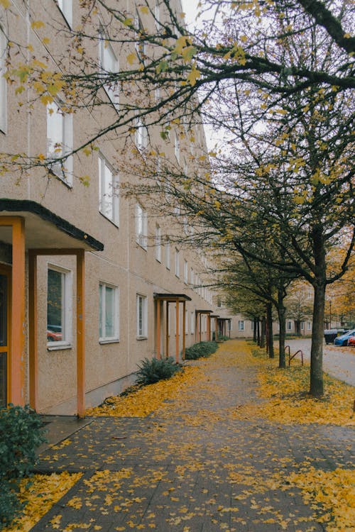 A Bock of Flats with Autumnal Leaves on the Pavement in the Front 