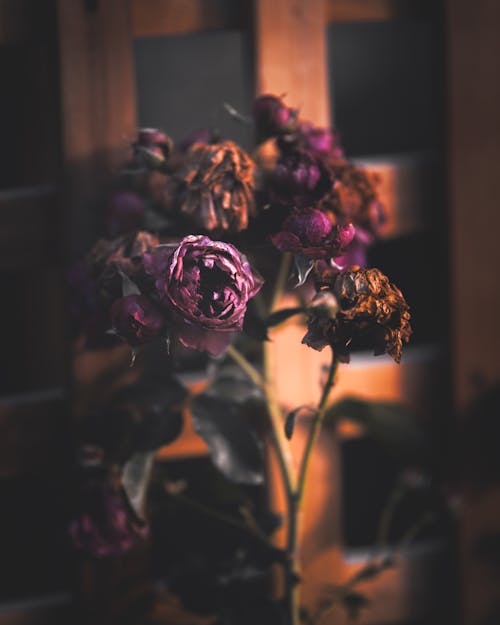 Free stock photo of fall, flowers, wilted