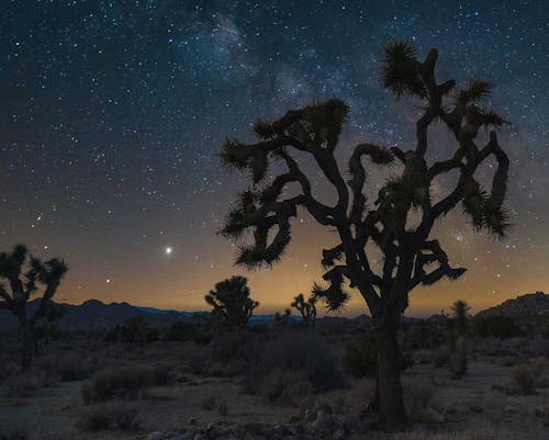 Joshua Tree National Park in USA at Night